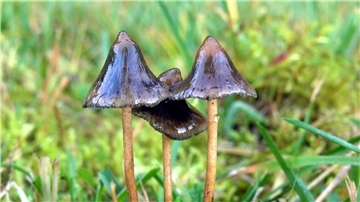 Halluzinogene Pilze können auch für psychotherapeutische Zwecke eingesetzt werden.