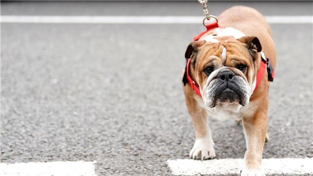 Lewis Hamilton trauert: Hund Roscoe ist tot Hamilton trauert um seinen Hund.