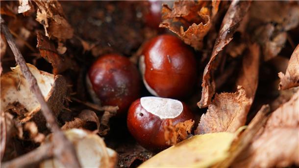 Hat der Conkers-Weltmeister etwa keine herkömmliche Kastanie genutzt? (Symbolbild)