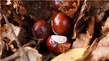 Hat der Conkers-Weltmeister etwa keine herkömmliche Kastanie genutzt? (Symbolbild)