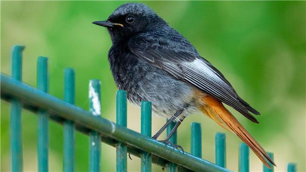 Hausrotschwanz zum Gartentier des Jahres gewählt Hausrotschwanze (Phoenicurus ochruros) lieben höhergelegene Orte wie Baumkronen, Dachgiebel oder Mauern.
