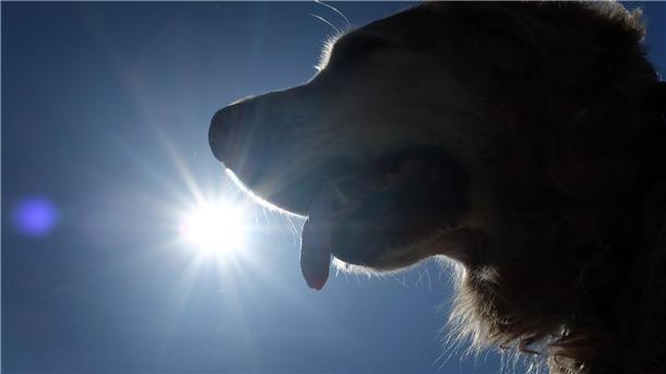 Warnung vor extremer Hitze: So schützt Ihr Euch und Eure Haustiere Hechelt ein Hund extrem stark.