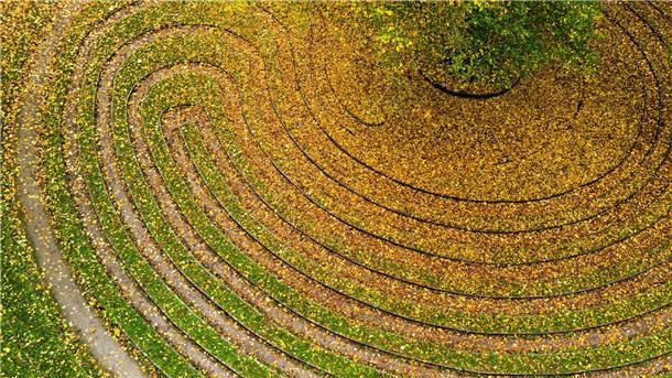 Bilder des Tages Herbstfarben im historischen Rasenlabyrinth „Das Rad“
