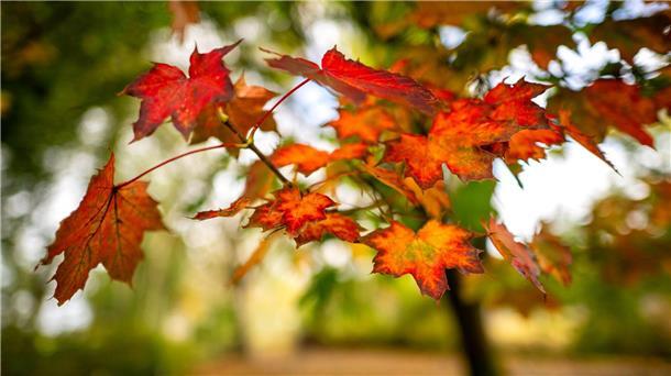 Bilder des Tages Herbstfarben: Orange und rot leuchten die Blätter eines Baumes in Ostfriesland.