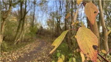 Strandwald in Nordenham