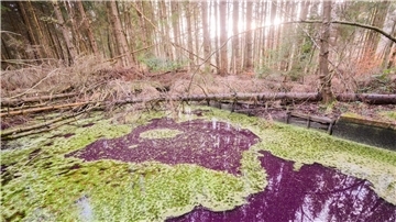 Hier im Hildesheimer Wald sind es sehr wahrscheinlich Purpurbakterien, die das Wasser verfärben.