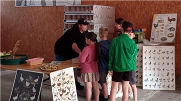 Hier informieren sich die Kinder über die verschiedenen Arten von Geflügel.