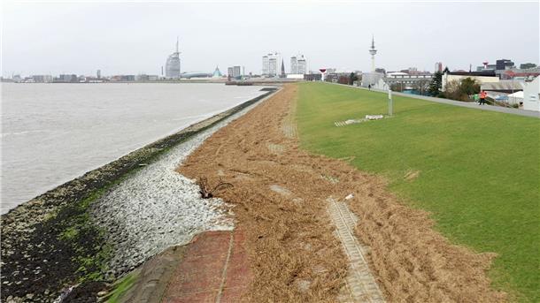 Schwachstelle im Bremerhavener Seedeich wird geschlossen Hier kann man erkennen, wie hoch die Sturmflutwelle (Sturmflut im Frühjahr 2022) das Treibsel bei der 1:4 Böschung und bei der 1:6 Böschung (Vordergrund) abgelegt hat.