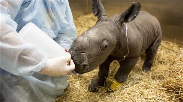 Zoo in Australien trauert: Seltenes Nashorn-Baby gestorben Hier scheint noch alles soweit in Ordnung. Das frisch geborene südliche Breitmaulnashornkälbchen wird am 21. März von einer Tierarzthelferin gefüttert.