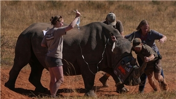 Hier wird ein betäubtes Nashorn für die Methode vorbereitet.