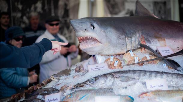 Hi, Fisch! Bilder der Fischparty im Fischereihafen Bremerhaven (mit Sonntag) Hingucker: Ein Prachtexemplar eines Heringshais thront über allen Meerestieren auf dem Fischbett.