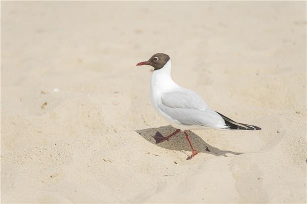 Hitze, Wasser, Sommergefühl – Menschen im Landkreis Cuxhaven zwischen Erschöpfun...