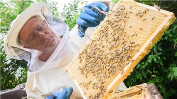 Hobbyimker Rainer Oberwelland steht an seinem Bienenstock in einem Garten in der Region Hannover.