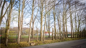 Hochgewachsene Buchen säumen einen Teil des Siebenbergensweg neben der Jahnwiese und dem angrenzenden Sportplatz.