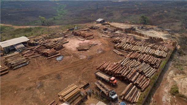 Artenschutz: Forscher fordern Wandel im Wirtschaftssystem Holzstämme werden in Brasilien in einem Sägewerk gestapelt: Beim Weltnaturgipfel im kanadischen Montreal geht es um Artenschutz und einen grundlegenden Wandel im Wirtschaftssystem.