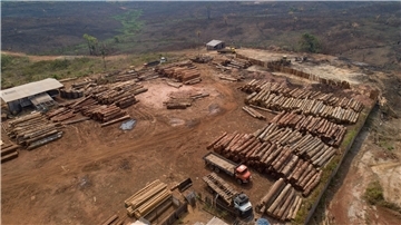 Holzstämme werden in Brasilien in einem Sägewerk gestapelt: Beim Weltnaturgipfel im kanadischen Montreal geht es um Artenschutz und einen grundlegenden Wandel im Wirtschaftssystem.