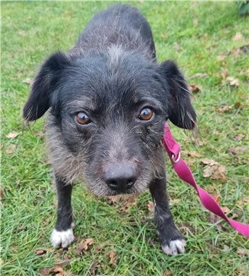 mittelgroßer schwarzer Hund mit weißen Pfoten und lieben Augen