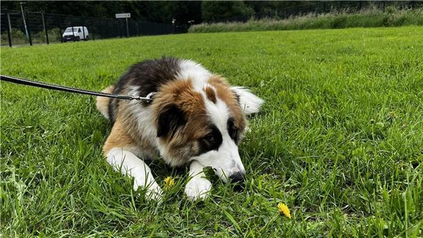 Aus katastrophaler Situation gerettet: Herdenschutzhund Riley sucht Geborgenheit Hund der auf einer Wiese liegt.