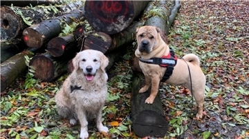 Zwei Hunde im Wald.