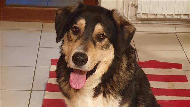 Tiersuchdienst bricht die Suche nach Hund Milo ab Hund Milo streunt seit drei Monaten.