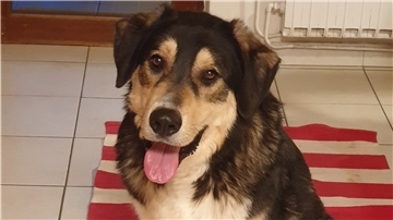 Hund Milo streunt seit drei Monaten.
