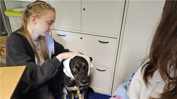 Hund „Puma“ erhält im Erste-Hilfe-Kurs in Halle einen Kopfverband.