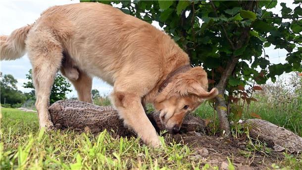 Warum Trüffel Trendfood sind Hunde bekommen bei der Trüffelernte zum Einsatz - hier ist ein Golden Retriever Trüffelspürhund in Baden-Württemberg. (Archivbild)