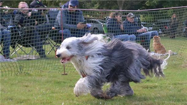 Fast so schnell wie der Wind: Jederhundrennen begeistert Zuschauer in Hoope Hunde der verschiedensten Rassen bewiesen ihr Tempo beim beliebten Jederhundrennen des Windhundclubs Weser in Hoope.