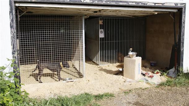 Haftstrafen für Mitglieder von Hundekampf-Ring Hunde, die in Zwingern gehalten werden. Die Hunde wurden brutal trainiert und bis zum Kampfgewicht ausgehungert, bevor sie in Kämpfe verwickelt wurden, bei denen sie manchmal bis zum Tod kämpften.