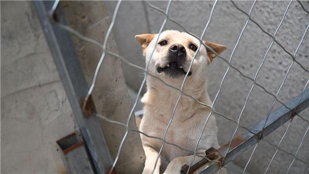 Haustier-Boom in China: Wie Retter mit den Folgen kämpfen Hunde, die vor dem Hundefleisch-Fest in Yulin gerettet werden, landen oft auf Zhao Xinqis Hof.