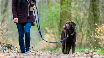 Hunde müssen ab Samstag in der freien Landschaft an der Leine geführt werden.