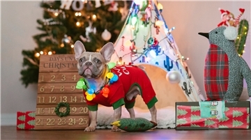 Ein bunt geschmückter Hund vor einem Weihnachtsbaum.