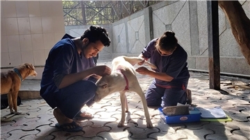 Hunde werden nach der Sterilisation im Zentrum für Geburtenkontrolle und Sterilisation postoperativ versorgt.