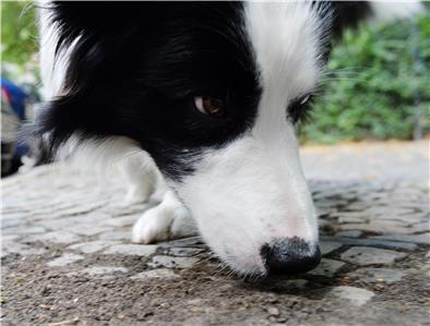 Hundebesitzer sind in Sorge, weil in Butjadingen Giftköder ausliegen sollen.