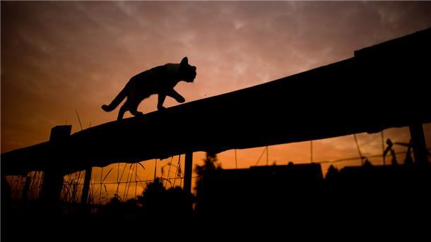 Stadlander Frauen haben ein Herz für streunende Katzen Hunderte von streunenden Katzen gibt es in der Wesermarsch. Helferinnen des Tierschutzvereins kümmern sich darum, dass die Tiere den Winter überstehen.
