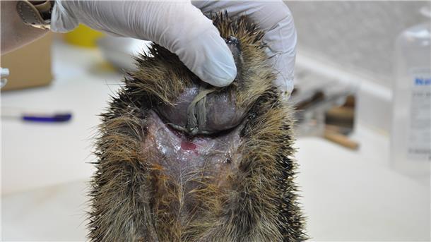 Igel sind mit zahlreichen Gefahren konfrontiert. Dieses Tier hat als Jungigel eine Kordel um den Hals bekommen, die inzwischen in die Haut eingewachsen war.