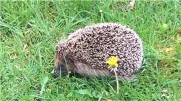 Ein Igel sitzt im grünen Gras. 