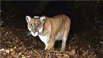„IIkonischer Botschafter für die Tierwelt“: Der Puma namens P-22.