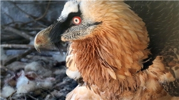 Im Alpenzoo in Innsbruck liegt ein Bartgeierküken in einem Nest. Zwei im Februar in Österreich geborene Junggeier sollen im Mai im bayerischen Nationalpark Berchtesgaden ausgewildert werden.