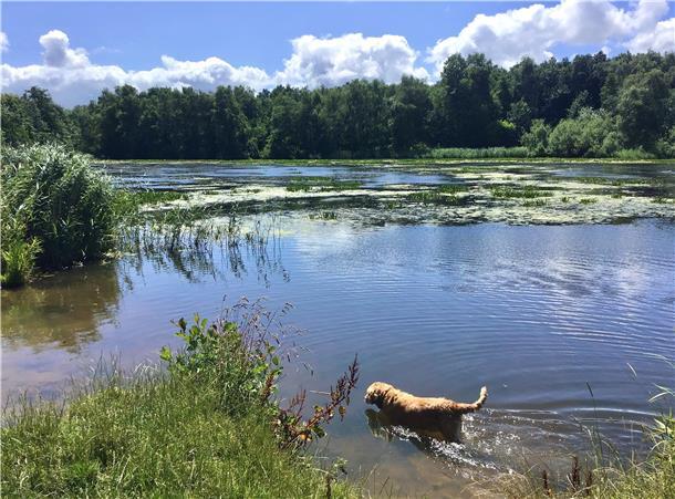 Abkühlung im Sommer: Ein Hund badet im Auesee in Bremerhaven.