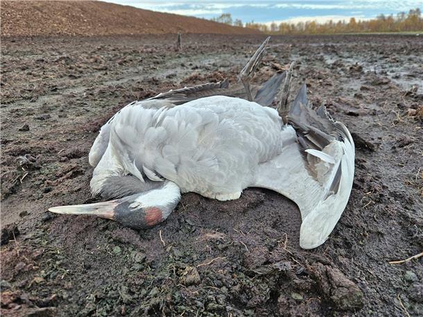 Im Augustendorfer Moor hat der Biologe Axel Roschen 129 tote Kraniche gezählt - und das allein auf einem Gebiet von rund fünf Hektar im Umfeld der Schlafplätze für Kraniche, die im Volksmund eigentlich als die „Vögel des Glücks“ gelten. 
