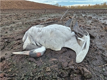 Im Augustendorfer Moor hat der Biologe Axel Roschen 129 tote Kraniche gezählt - und das allein auf einem Gebiet von rund fünf Hektar im Umfeld der Schlafplätze für Kraniche, die im Volksmund eigentlich als die „Vögel des Glücks“ gelten. 