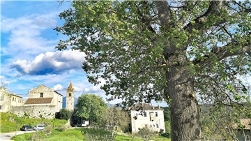 Eichenbaum vor Hum