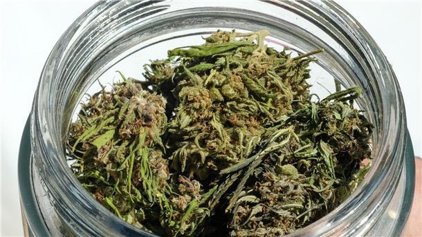 Im Eigenanbau soll die erlaubte Menge von 25 auf 50 Gramm getrocknetes Cannabis verdoppelt werden.