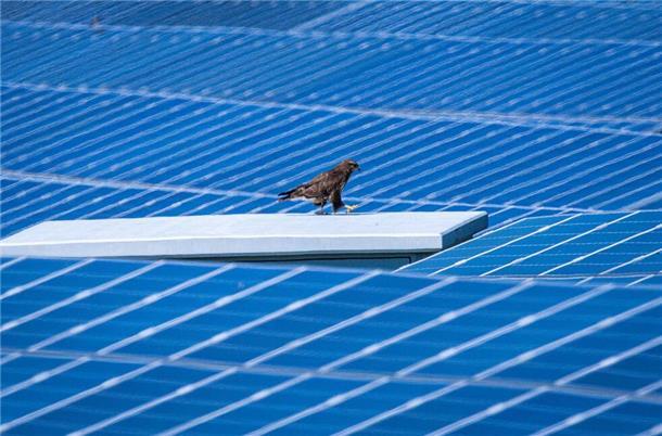 Ein Greifvogel sitzt auf einem Trafikanten in einem Solarpark und sucht nach Futter