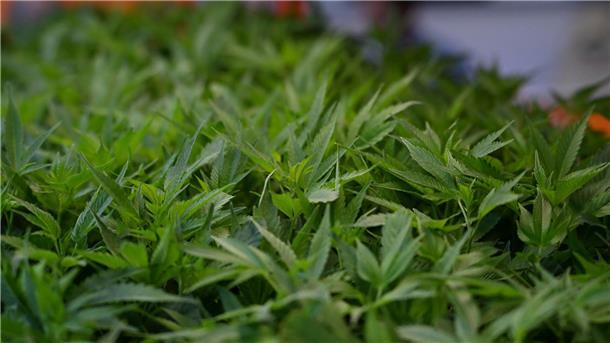 Im Fokus der Ermittler stehen Cannabisplantagen. (Symbolbild)