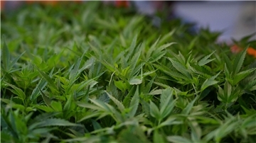 Im Fokus der Ermittler stehen Cannabisplantagen. (Symbolbild)