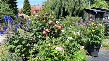 Verschiedene Pflanzen blühen in einem Garten. 