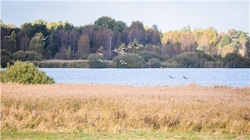 Im Herbst lassen sich am Polder Glies in Sellstedt viele Zugvögel entdecken.