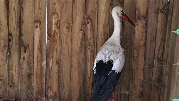 Storch landet im Swimmingpool: Cuxländerin rettet das Tier Im Hundezwinger kann sich der Storch von dem Schock erholen.